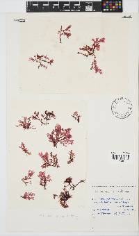 Plocamium suhrii image