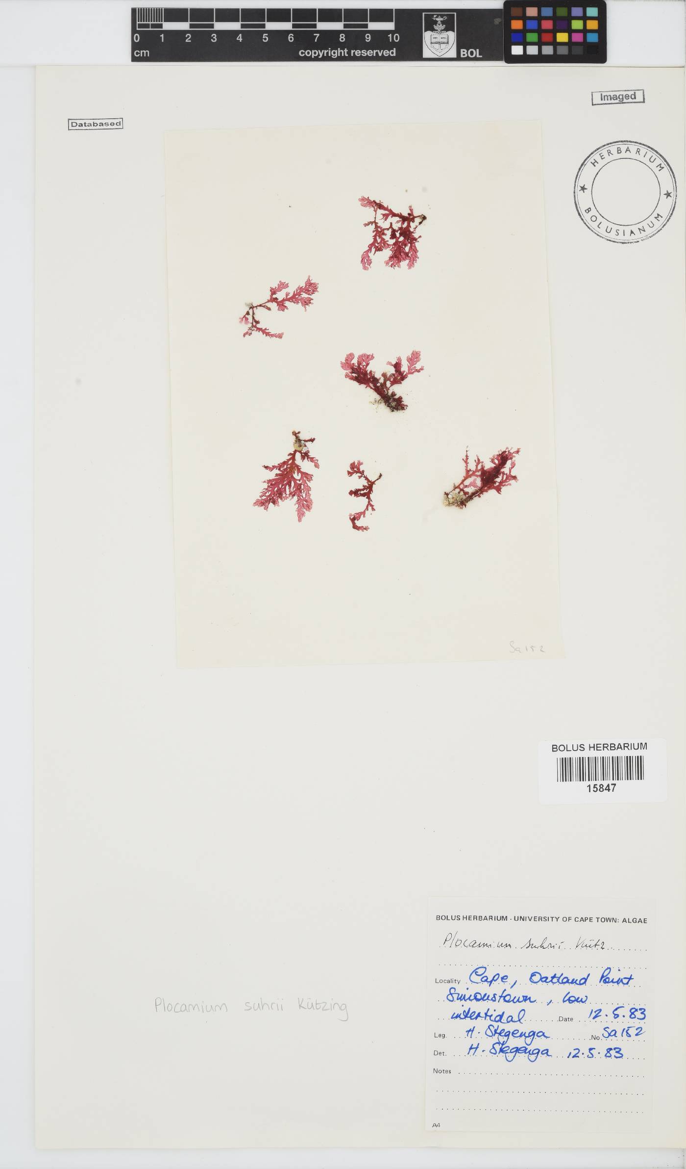 Plocamium suhrii image