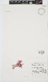 Plocamium suhrii image