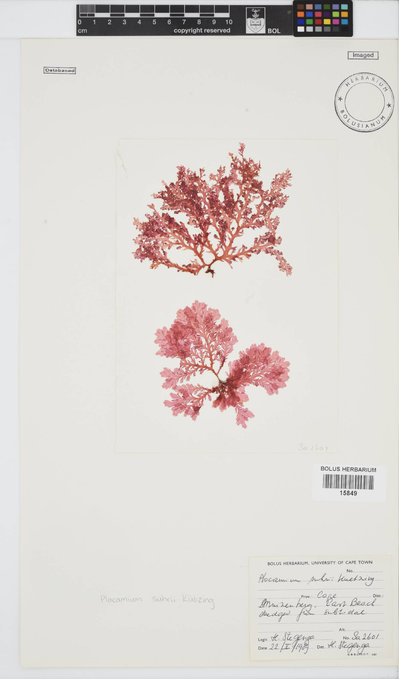 Plocamium suhrii image