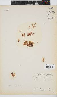 Plocamium suhrii image