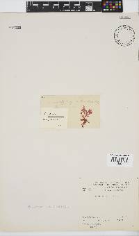 Plocamium suhrii image