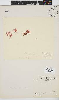 Plocamium suhrii image