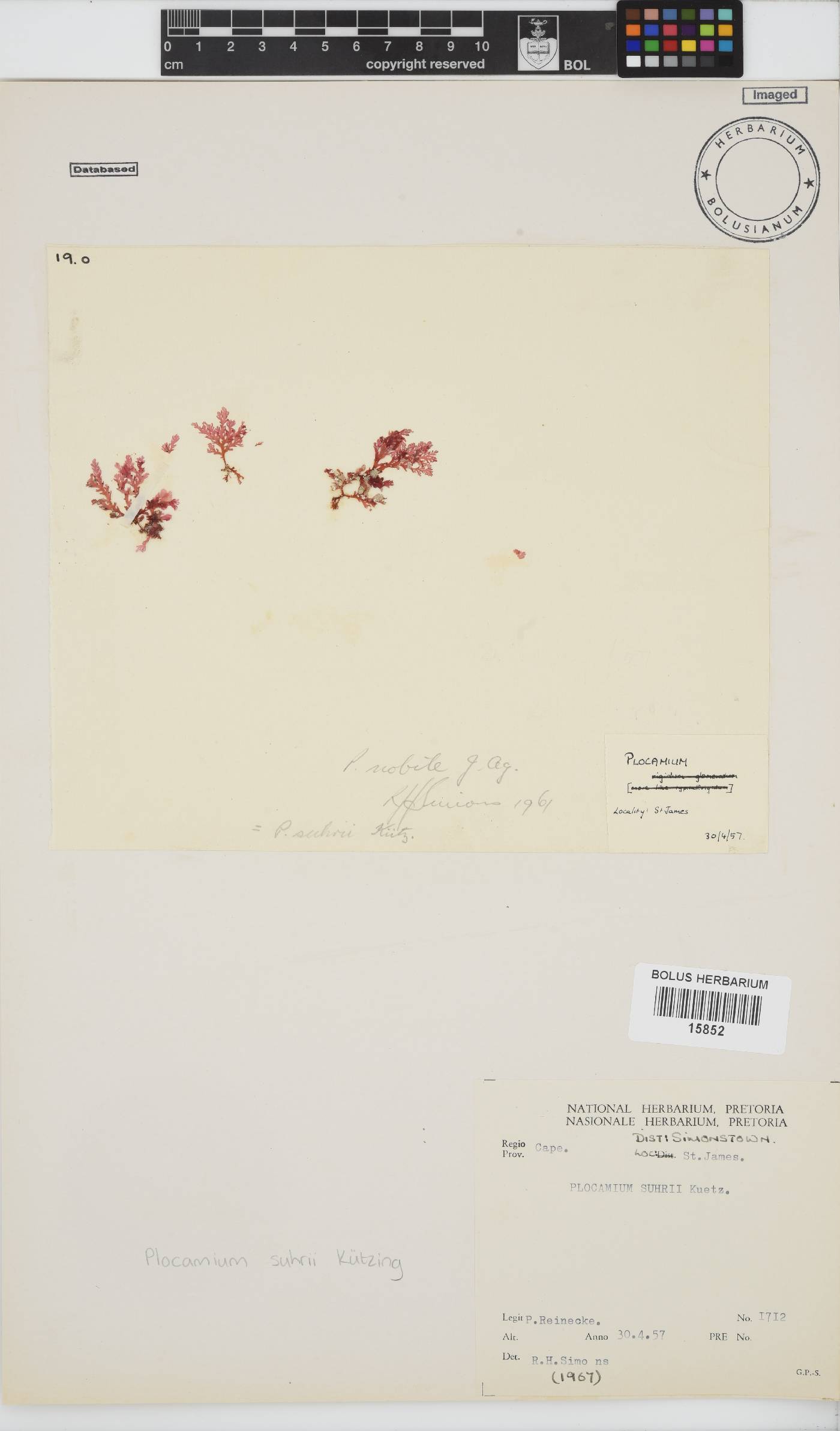 Plocamium suhrii image