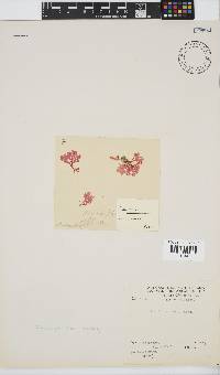 Plocamium suhrii image