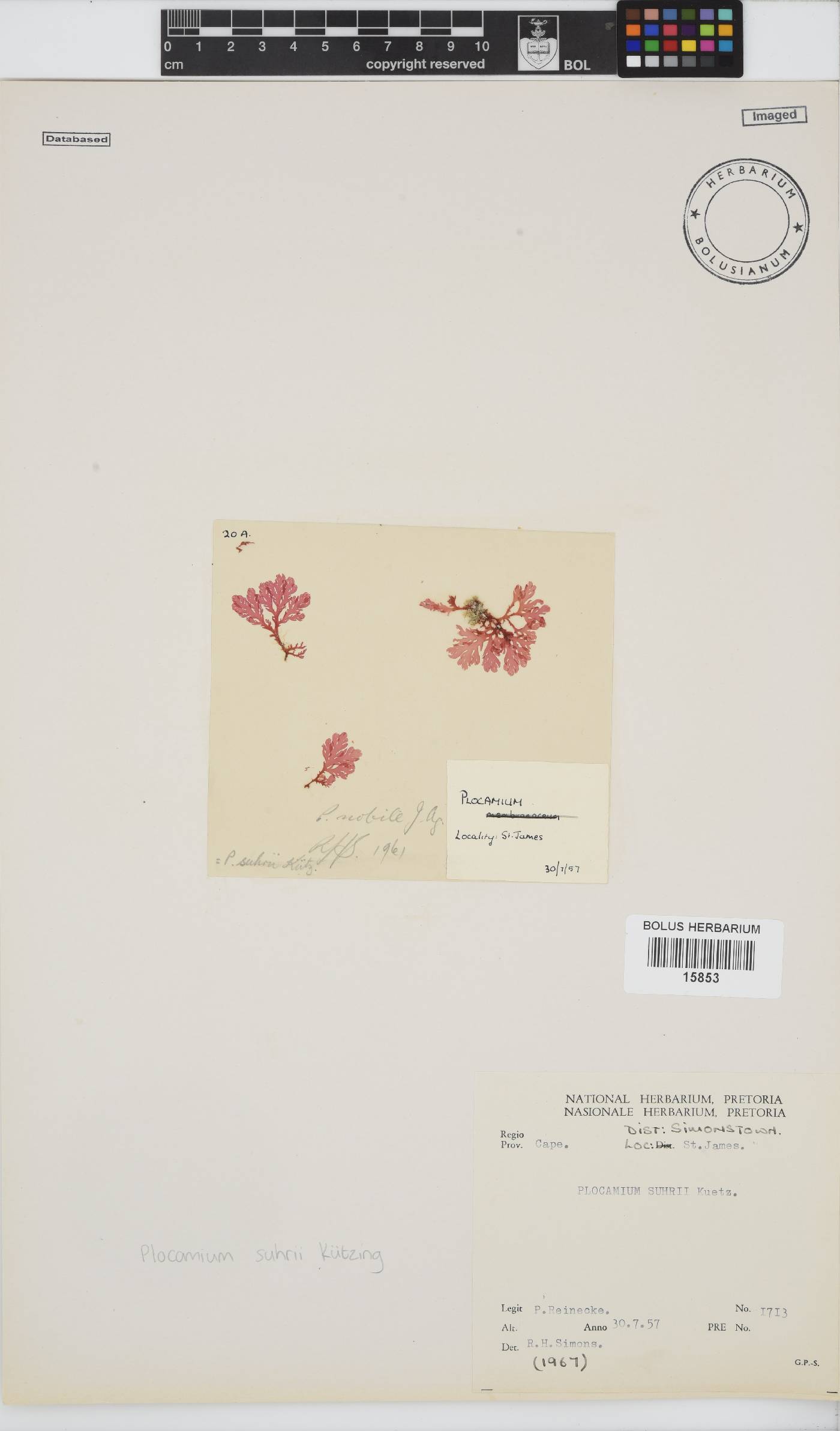 Plocamium suhrii image