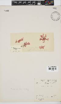 Plocamium suhrii image