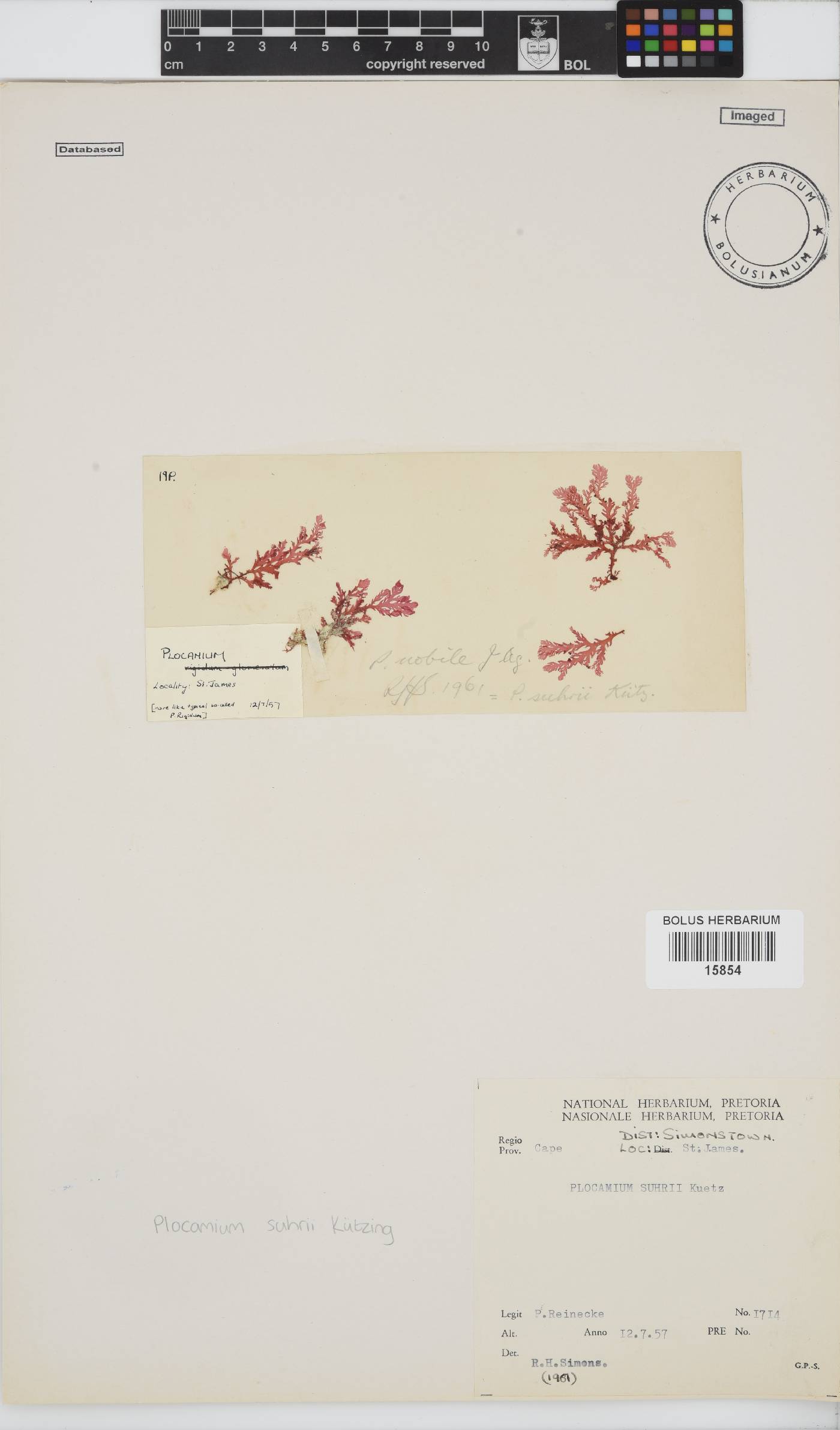 Plocamium suhrii image