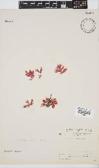 Plocamium suhrii image
