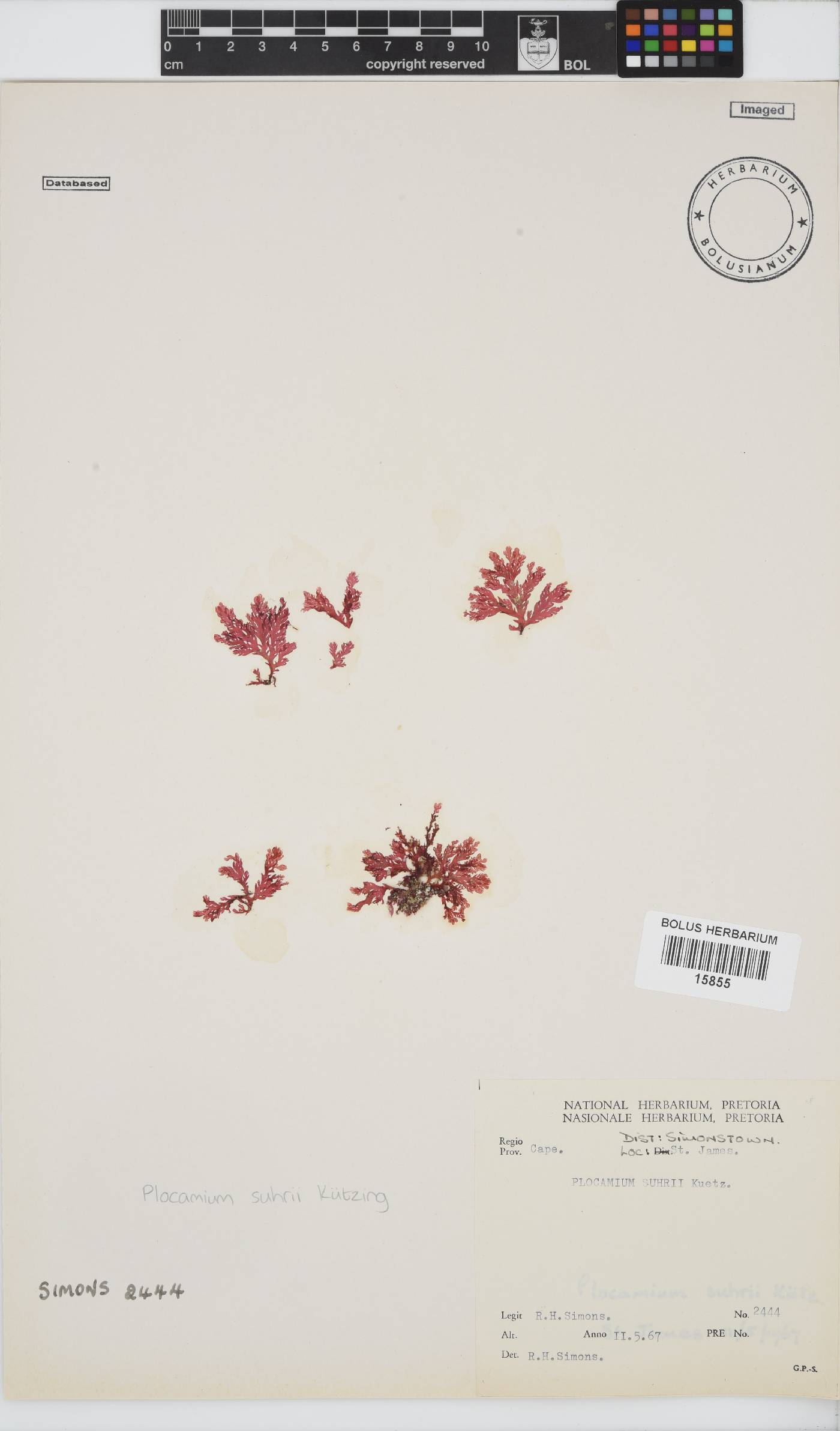 Plocamium suhrii image