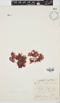 Plocamium suhrii image