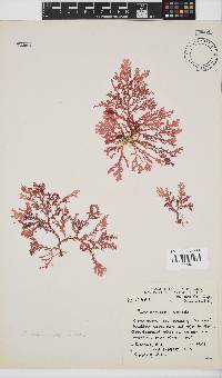 Plocamium suhrii image