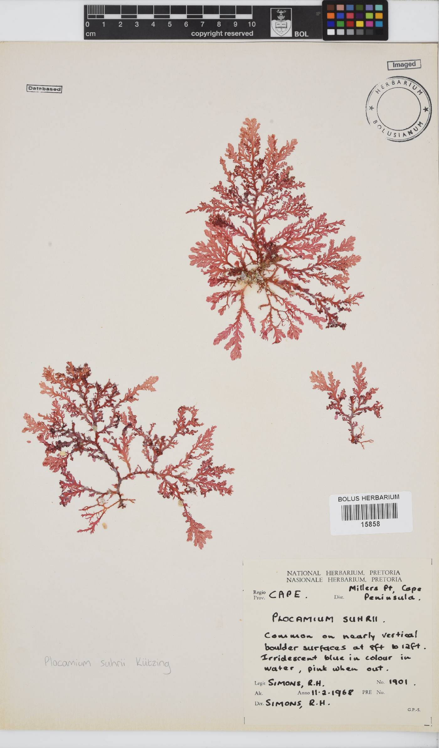 Plocamium suhrii image