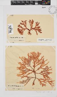 Plocamium suhrii image