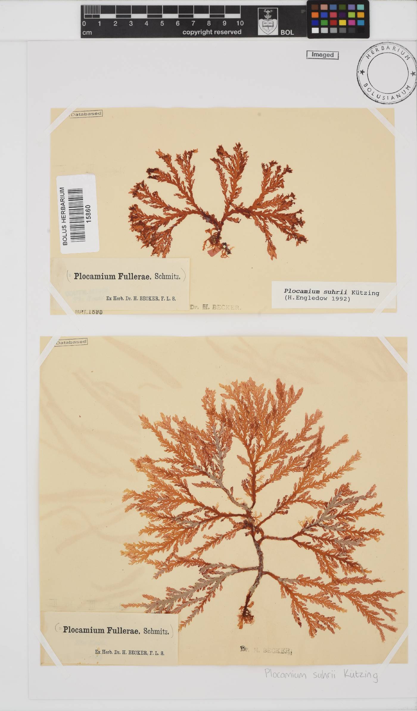 Plocamium suhrii image