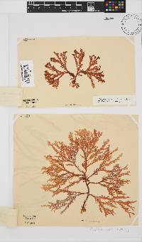 Plocamium suhrii image