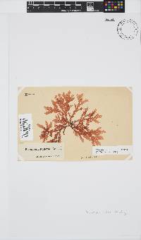 Plocamium suhrii image