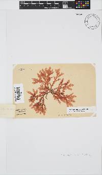 Plocamium suhrii image