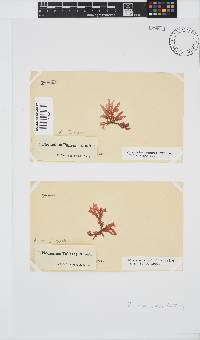Plocamium suhrii image