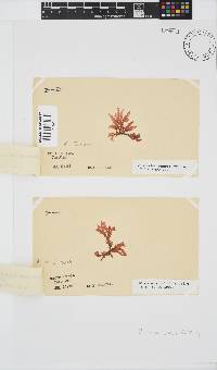 Plocamium suhrii image