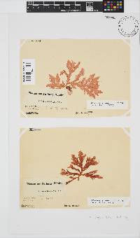 Plocamium suhrii image