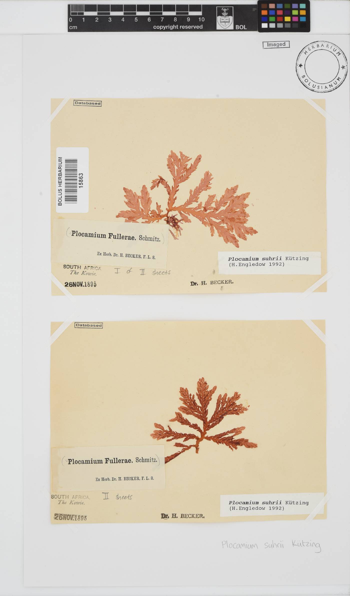 Plocamium image