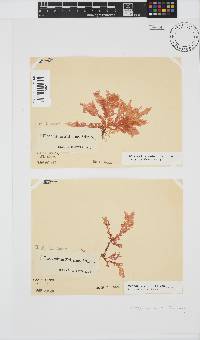 Plocamium suhrii image