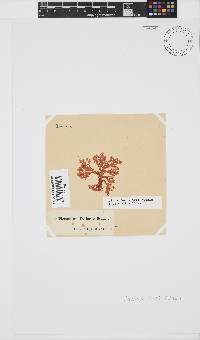 Plocamium suhrii image