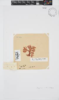 Plocamium suhrii image