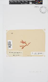Plocamium suhrii image