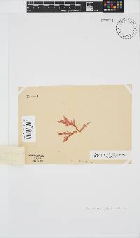 Plocamium suhrii image