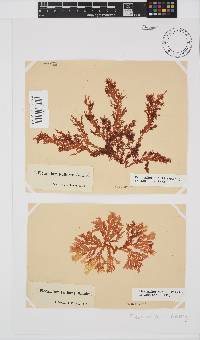 Plocamium suhrii image