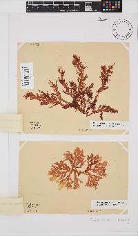 Plocamium suhrii image