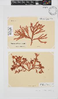 Plocamium suhrii image