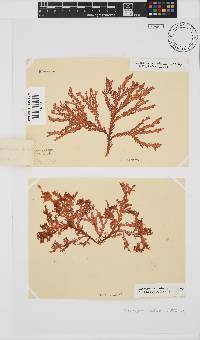 Plocamium suhrii image
