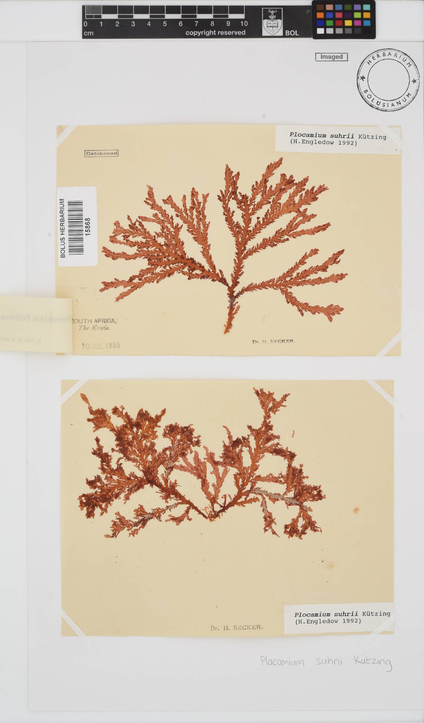 Plocamium suhrii image