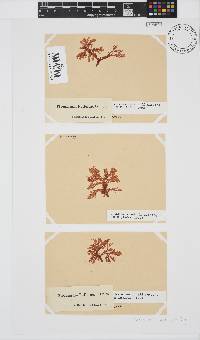 Plocamium suhrii image
