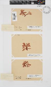 Plocamium suhrii image