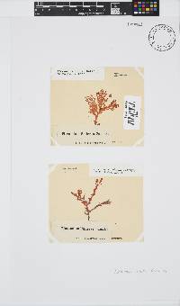 Plocamium suhrii image