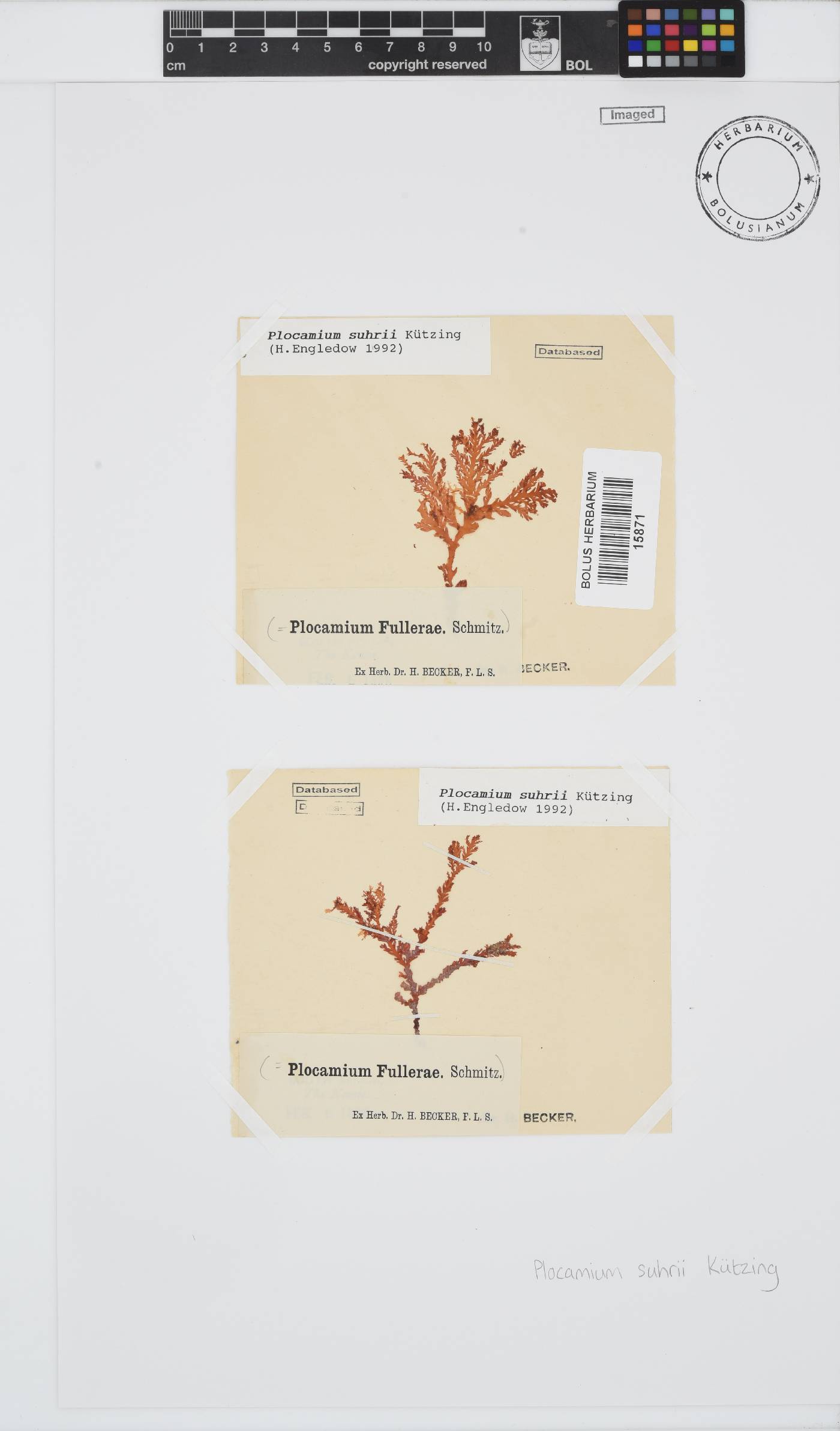 Plocamium suhrii image