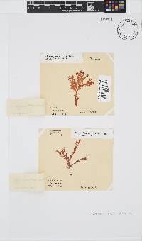 Plocamium suhrii image