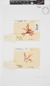 Plocamium suhrii image