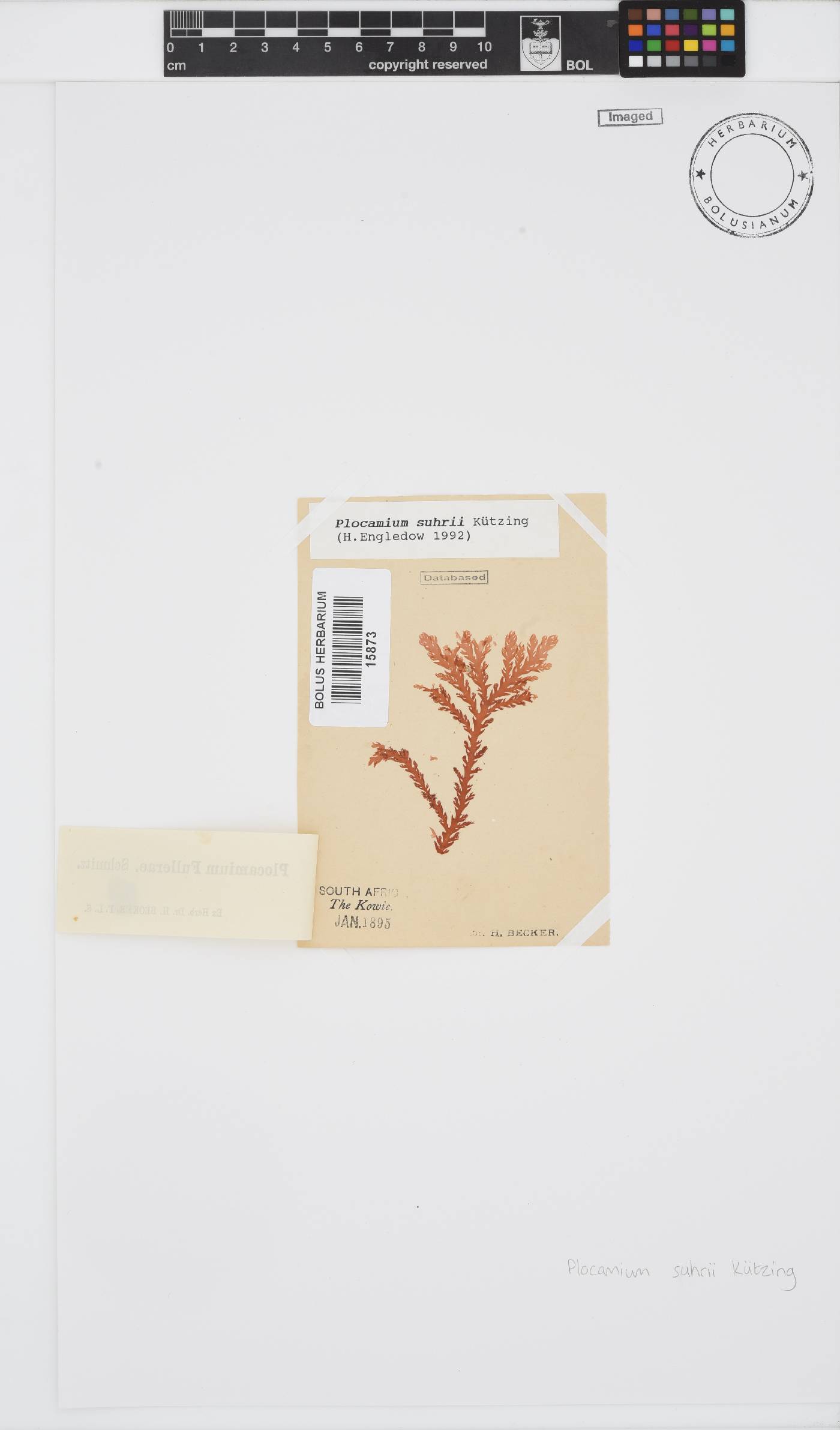 Plocamium suhrii image