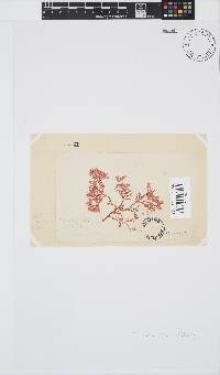 Plocamium suhrii image