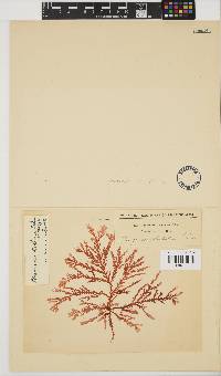 Plocamium suhrii image