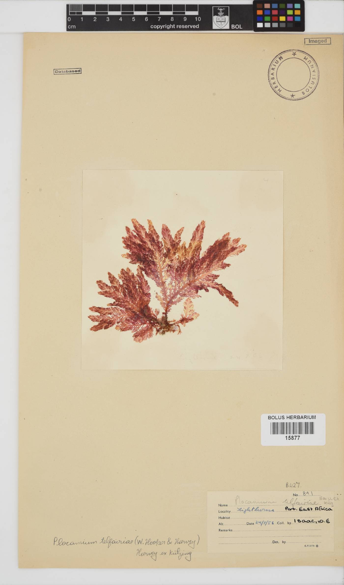 Plocamium telfairiae image