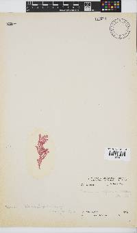 Image of Plocamium telfairiae