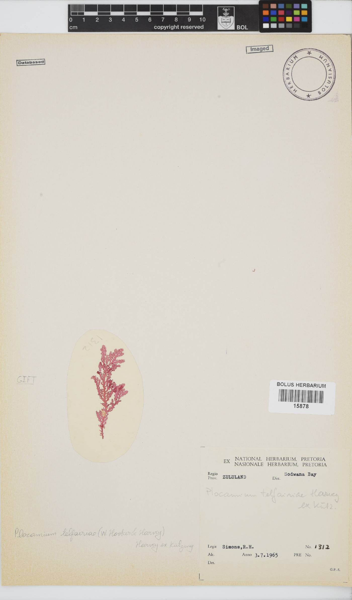 Plocamiaceae image
