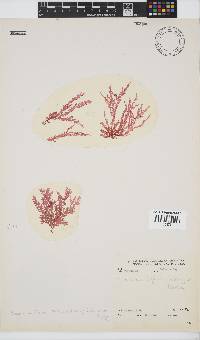Plocamium telfairiae image