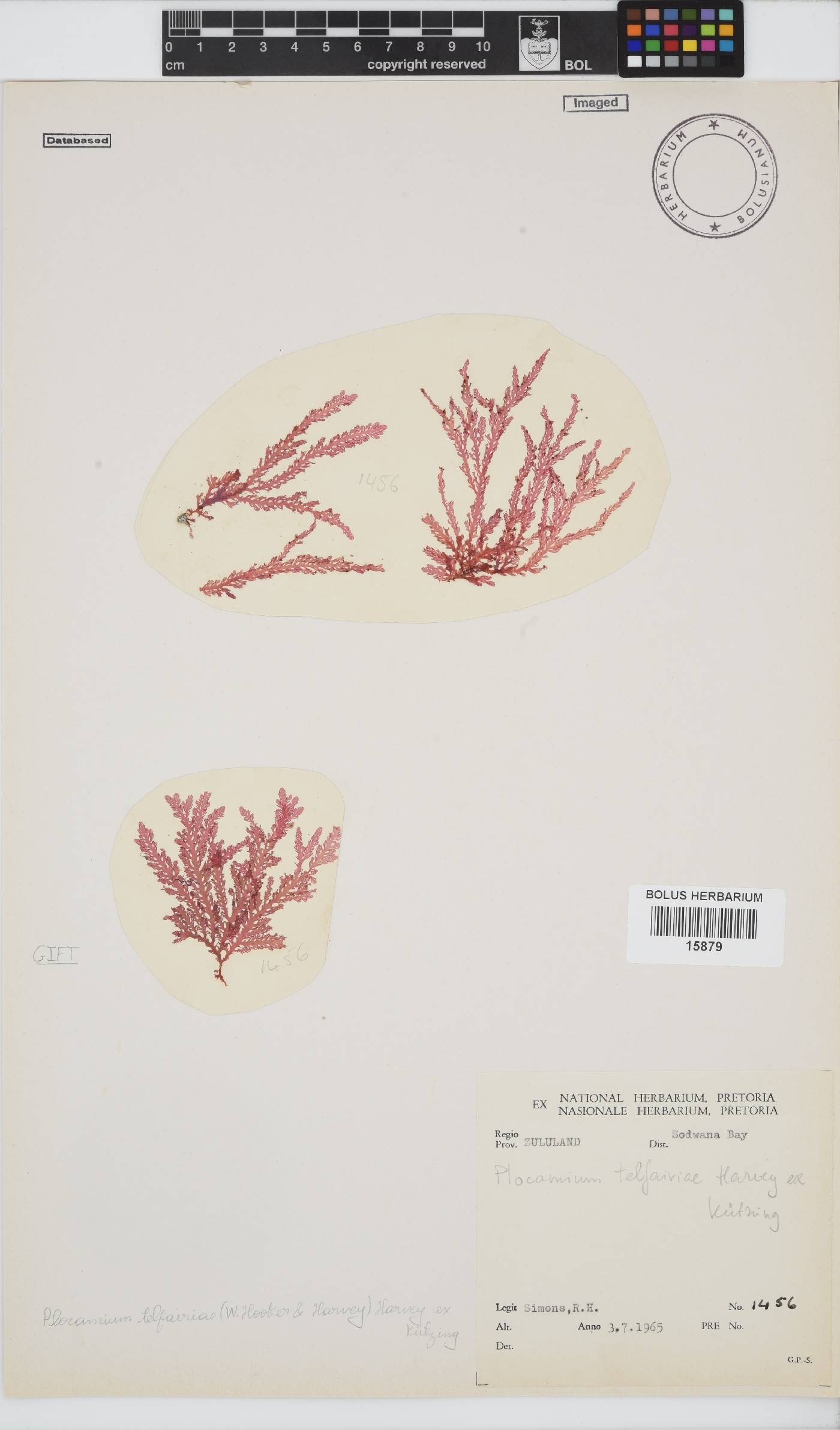 Plocamium telfairiae image